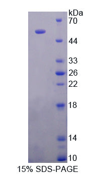 Figure 1. SDS-PAGE