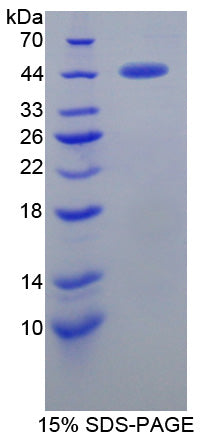 Figure 2. SDS-PAGE