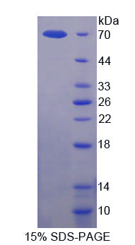 Figure 1. SDS-PAGE