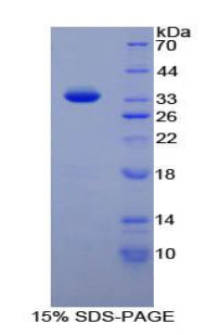 Figure 1. SDS-PAGE