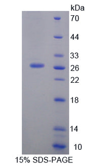 Figure 1. SDS-PAGE