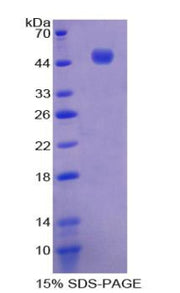 Figure 1. SDS-PAGE