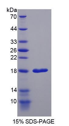 Figure 1. SDS-PAGE