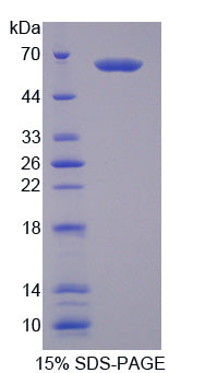 Figure 1. SDS-PAGE