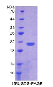 Figure 1. SDS-PAGE