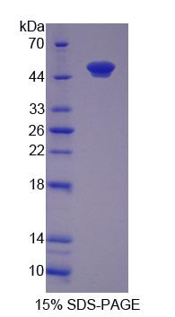 Figure 1. SDS-PAGE