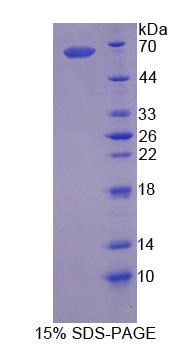 Figure 1. SDS-PAGE