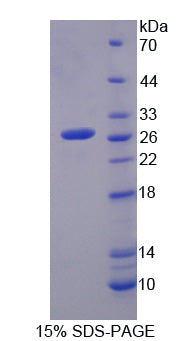 Figure 1. SDS-PAGE