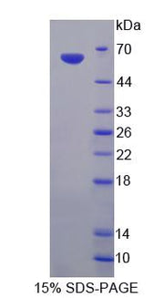 Figure 1. SDS-PAGE