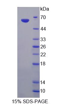 Figure 1. SDS-PAGE