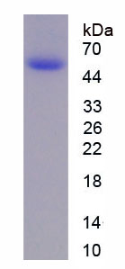 Figure 1. SDS-PAGE