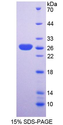 Figure 1. SDS-PAGE