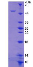 Figure 2. SDS-PAGE