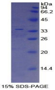 Figure 1. SDS-PAGE