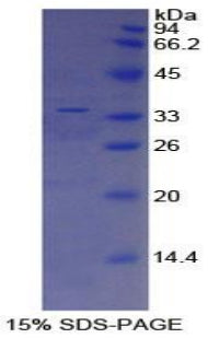Figure 1. SDS-PAGE