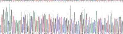 Recombinant Rat Tryptase Beta 2 (TPSb2)