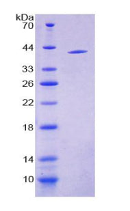 Figure 1. SDS-PAGE