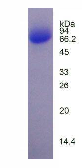 Figure 2. SDS-PAGE