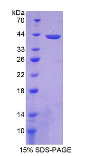 Figure 1. SDS-PAGE