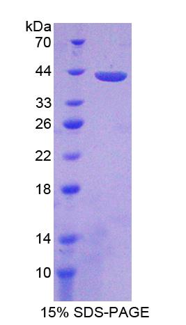Figure 1. SDS-PAGE