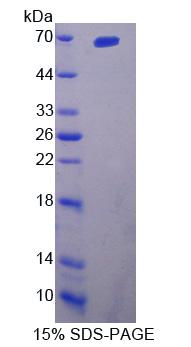 Figure 1. SDS-PAGE
