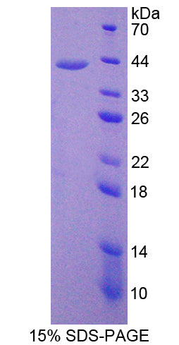 Figure 1. SDS-PAGE