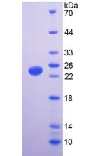Figure 2. SDS-PAGE