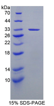 Figure 1. SDS-PAGE