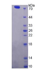 Figure 2. SDS-PAGE