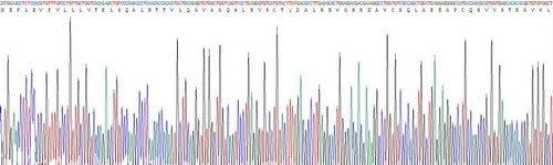 Recombinant Rat Triggering Receptor Expressed On Myeloid Cells 2 (TREM2)