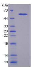 Figure 3. SDS-PAGE