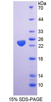 Figure 1. SDS-PAGE