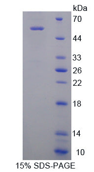 Figure 1. SDS-PAGE