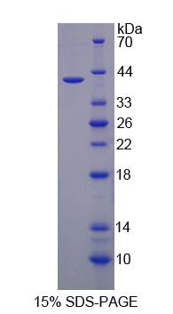 Figure 1. SDS-PAGE