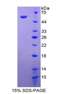Figure 1. SDS-PAGE