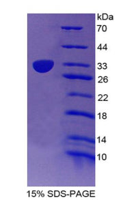 Figure 1. SDS-PAGE