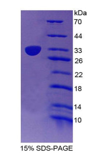 Figure 1. SDS-PAGE