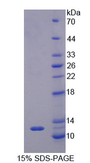 Figure 1. SDS-PAGE