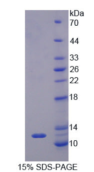 Figure 1. SDS-PAGE
