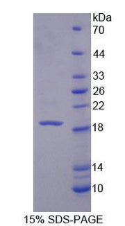 Figure 1. SDS-PAGE