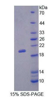 Figure 1. SDS-PAGE