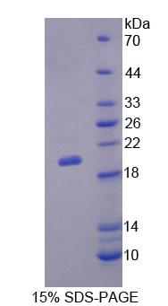 Figure 1. SDS-PAGE