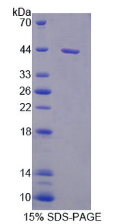 Figure 1. SDS-PAGE