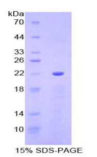 Figure 1. SDS-PAGE