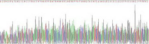 Recombinant Mouse Heparin Cofactor II (HCII)