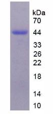 Figure 3. SDS-PAGE