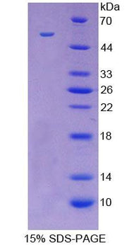 Figure 1. SDS-PAGE