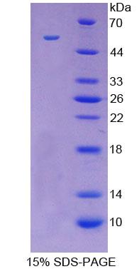 Figure 1. SDS-PAGE