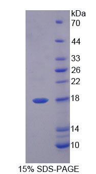 Figure 1. SDS-PAGE