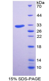 Figure 1. SDS-PAGE